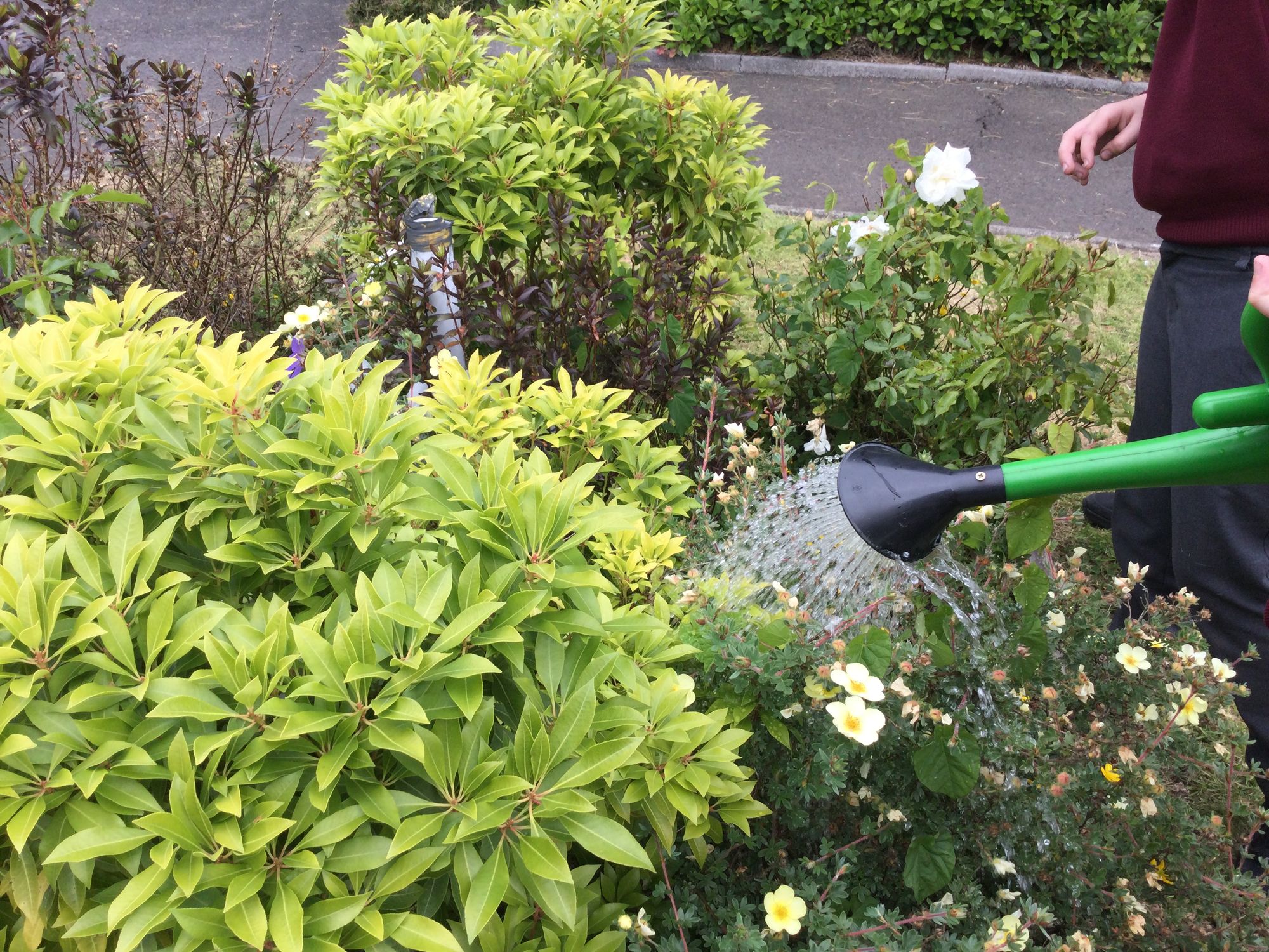 Hardest working gardeners in Derry!