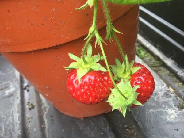 An afternoon in the green house and garden, weeding and eating strawberries….