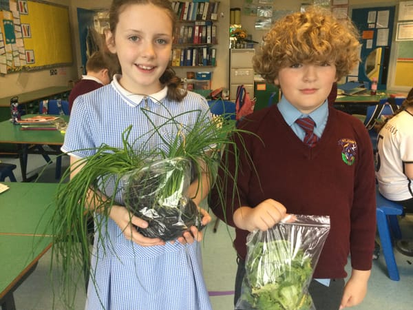 Anyone for some fresh lettuce or chives?
