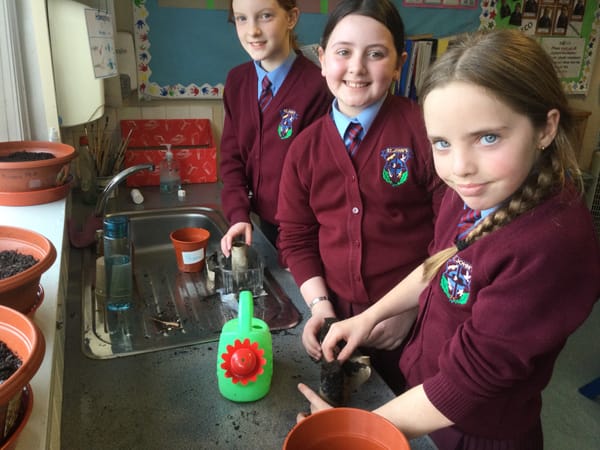 Some Spring Planting in Y6